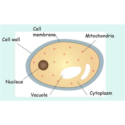 Cells, Tissues and Organs — Elizabeth College