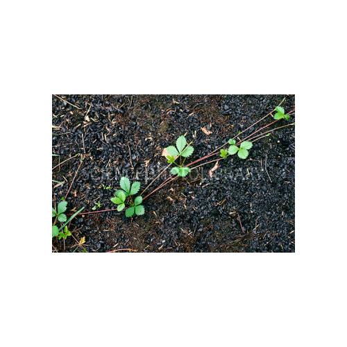 Reproduction — Elizabeth College